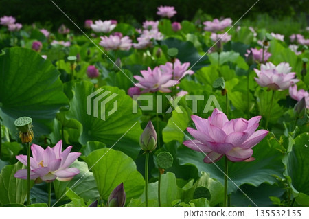 Blooming Oga Lotus Pond in Koga City General Park Blooming Oga Lotus Pond in Koga City General Park 135532155