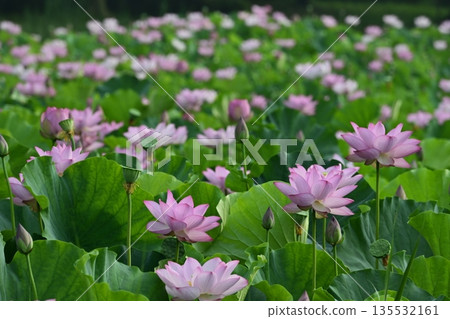 Blooming Oga Lotus Pond in Koga City General Park Blooming Oga Lotus Pond in Koga City General Park 135532161