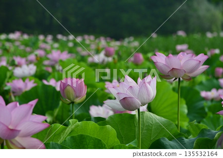 古賀市公園的奧加荷花池盛開 135532164