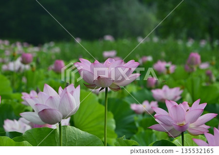 古賀市公園的奧加荷花池盛開 135532165