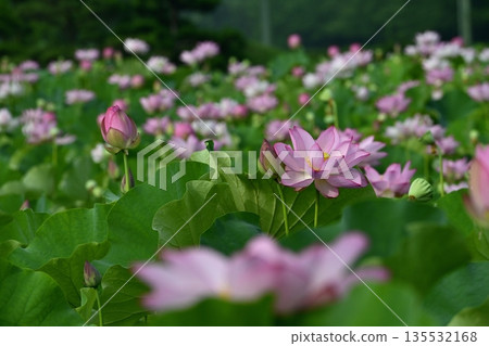 古賀市公園的奧加荷花池盛開 古賀市公園的奧加荷花池盛開 135532168