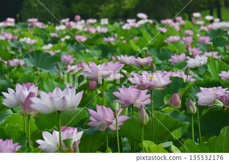 古賀市公園的奧加荷花池盛開 135532176