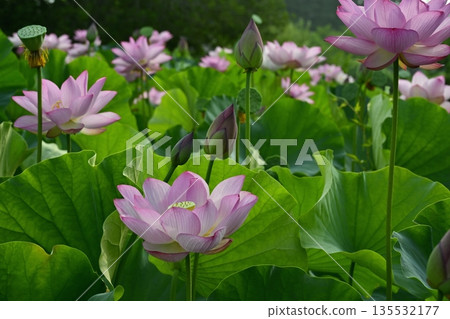Blooming Oga Lotus Pond in Koga City General Park 135532177