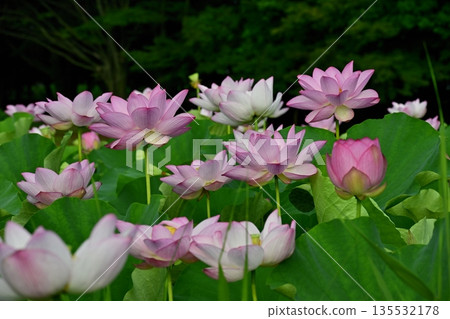 Blooming Oga Lotus Pond in Koga City General Park 135532178
