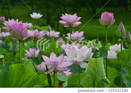 Blooming Oga Lotus Pond in Koga City General Park Blooming Oga Lotus Pond in Koga City General Park 135532180