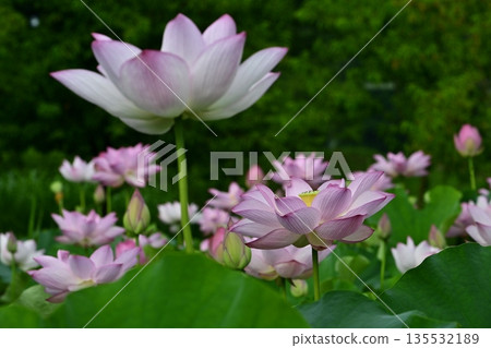 Blooming Oga Lotus Pond in Koga City General Park 135532189