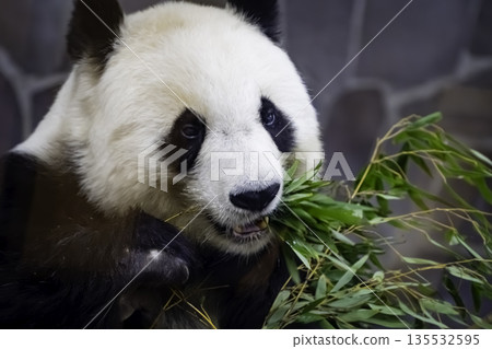熊貓要吃竹草 135532595