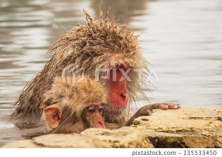 Snow Monkey (Jigokudani Monkey Park) Snow Monkey (Jigokudani Monkey Park) 135533450