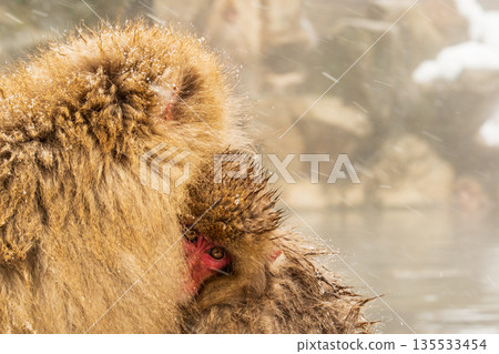 Snow Monkey (Jigokudani Monkey Park) 135533454