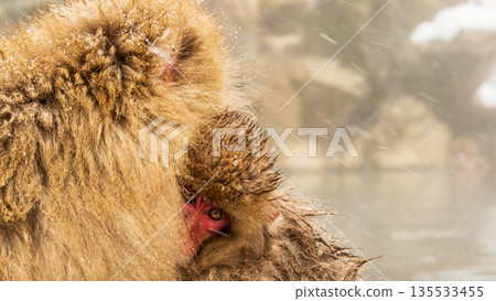 Snow Monkey (Jigokudani Monkey Park) 135533455