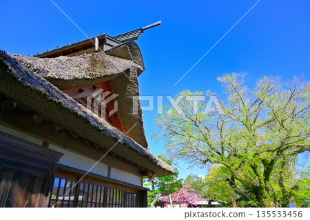 Cherry blossoms blooming in Oshino Hakkai 135533456