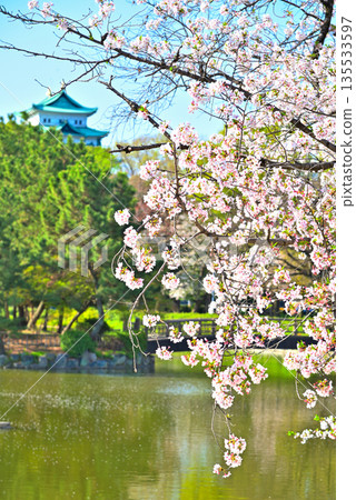 <Aichi Prefecture> Meijo Park and Nagoya Castle in Spring 135533597