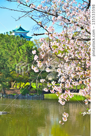 愛知縣名城公園和名古屋城的春景 135533598