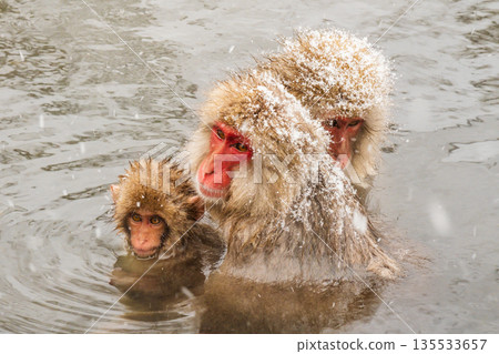 Snow Monkey (Jigokudani Monkey Park) 135533657