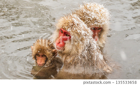雪猴（地獄谷雪猴公園） 135533658