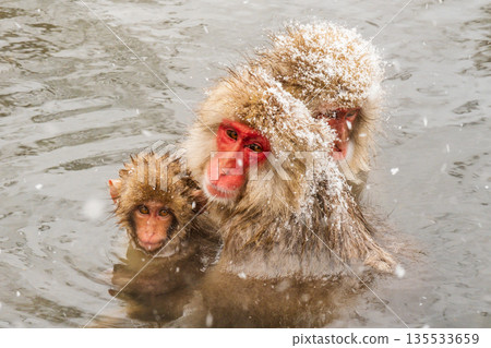 Snow Monkey (Jigokudani Monkey Park) 135533659
