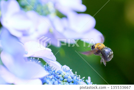 一隻木蜂飛到一朵淺藍色的繡球花上。 135533667