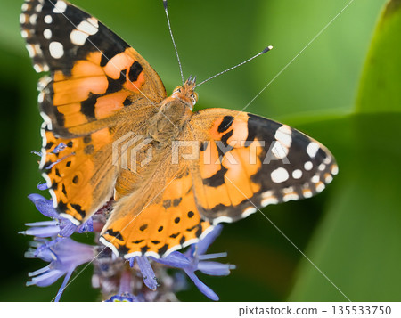 Beautiful Painted Lady 135533750