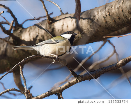 Tits fringing on branches 135533754