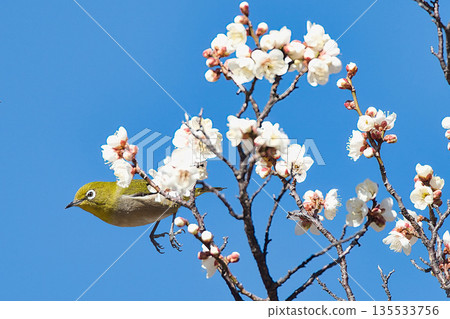 A Japanese white-eye flying over white plum blossoms A Japanese white-eye flying over white plum blossoms 135533756