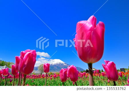 Snow-capped Mount Fuji as seen from the tulip fields of Yamanakako Village Snow-capped Mount Fuji as seen from the tulip fields of Yamanakako Village 135533762