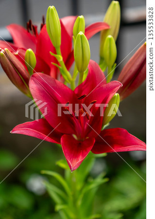 紅百合和花蕾 135533828
