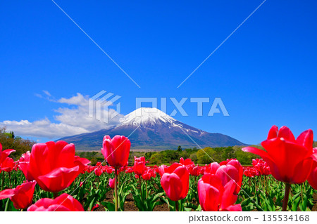 Snow-capped Mount Fuji as seen from the tulip fields of Yamanakako Village Snow-capped Mount Fuji as seen from the tulip fields of Yamanakako Village 135534168