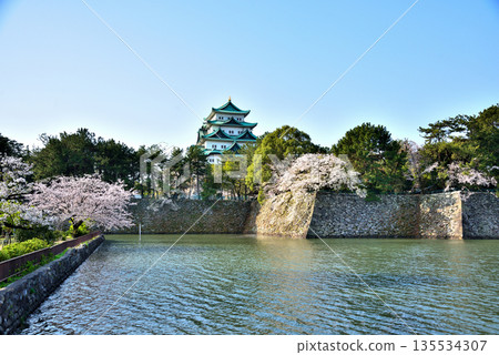 [Aichi Prefecture] Nagoya Castle and cherry blossoms in full bloom in spring 135534307