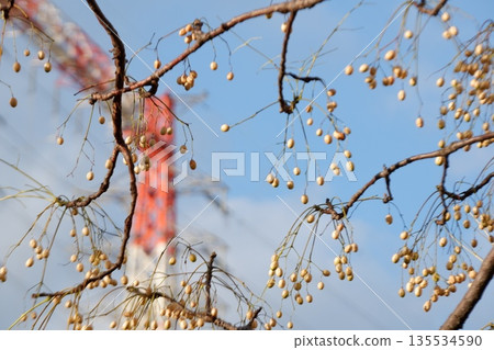 China tree and radio tower China tree and radio tower 135534590