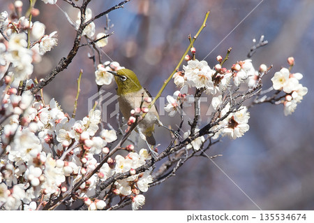 一隻日本繡眼鳥在梅花上尋找花蜜 135534674