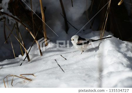 一隻長尾山雀站在雪地上 135534727