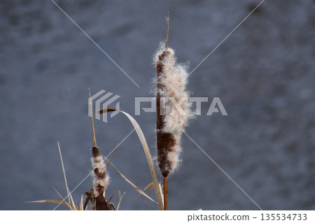 The fluff on the cattail spikes looks like it's about to fly away The fluff on the cattail spikes looks like it's about to fly away 135534733