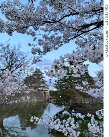 Matsumoto Castle seen through the cherry blossoms in the evening (cherry blossom focus) (April, Marunouchi, Matsumoto City, Nagano Prefecture) 135535408