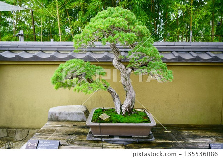 9637 Bonsai Goyomatsu BONSAI 135536086