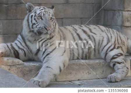 White Tiger White Tiger 135536098