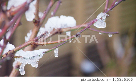 Snow-covered peach trees in the garden Snow-covered peach trees in the garden 135536106