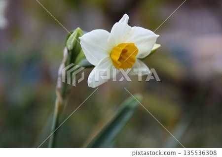 早春盛開的水仙花 早春盛開的水仙花 135536308