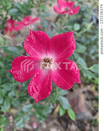 Close-up of a vibrant pink garden rose with dew droplets and black insect on petals 135536374