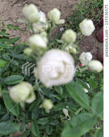 Close-up of a white rose flower with green leaves and buds in a garden setting 135536375