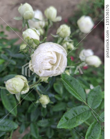 Close-up of a white rose flower with green leaves and buds in a garden setting 135536376