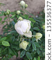 Close-up of a white rose flower with green leaves and buds in a garden setting 135536377