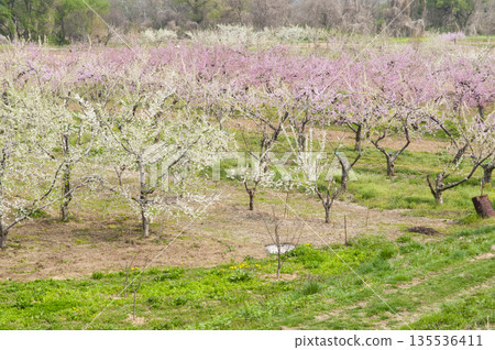 Peaches at Chikuma River Park, Obuse City, Nagano Prefecture 135536411