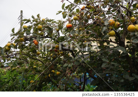 Persimmon nuts 135536425