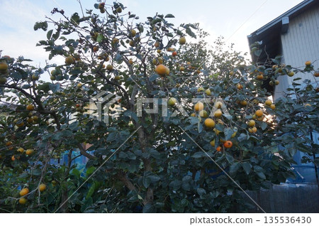 Persimmon nuts Persimmon nuts 135536430