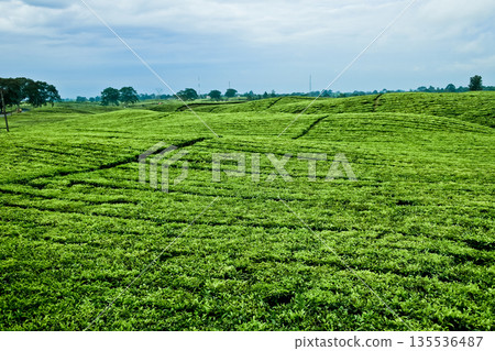 beautiful view of tea plantation with clear sky as background 135536487