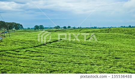 beautiful view of tea plantation with clear sky as background 135536488