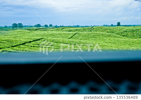 beautiful view of tea plantation with clear sky as background 135536489