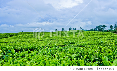 beautiful view of tea plantation with clear sky as background 135536505