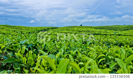 beautiful view of tea plantation with clear sky as background beautiful view of tea plantation with clear sky as background 135536506