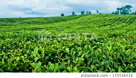 beautiful view of tea plantation with clear sky as background beautiful view of tea plantation with clear sky as background 135536518